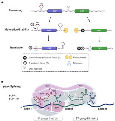 Pas de Trois: An Overview of Penta-, Tetra-, and Octo-Tricopeptide Repeat Proteins From Chlamydomonas reinhardtii and Their Role in Chloroplast Gene Expression